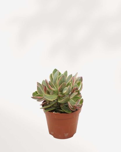 variegated jade plants Jade Plant Variegated | Buy Online – Stunning, Easy-Care Succulent | Mygreenscape