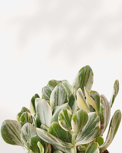 variegated jade plants Jade Plant Variegated | Buy Online – Stunning, Easy-Care Succulent | Mygreenscape