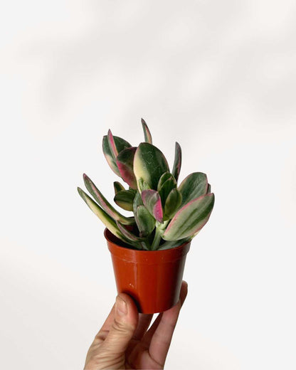 Jade Plant Variegated | Buy Online