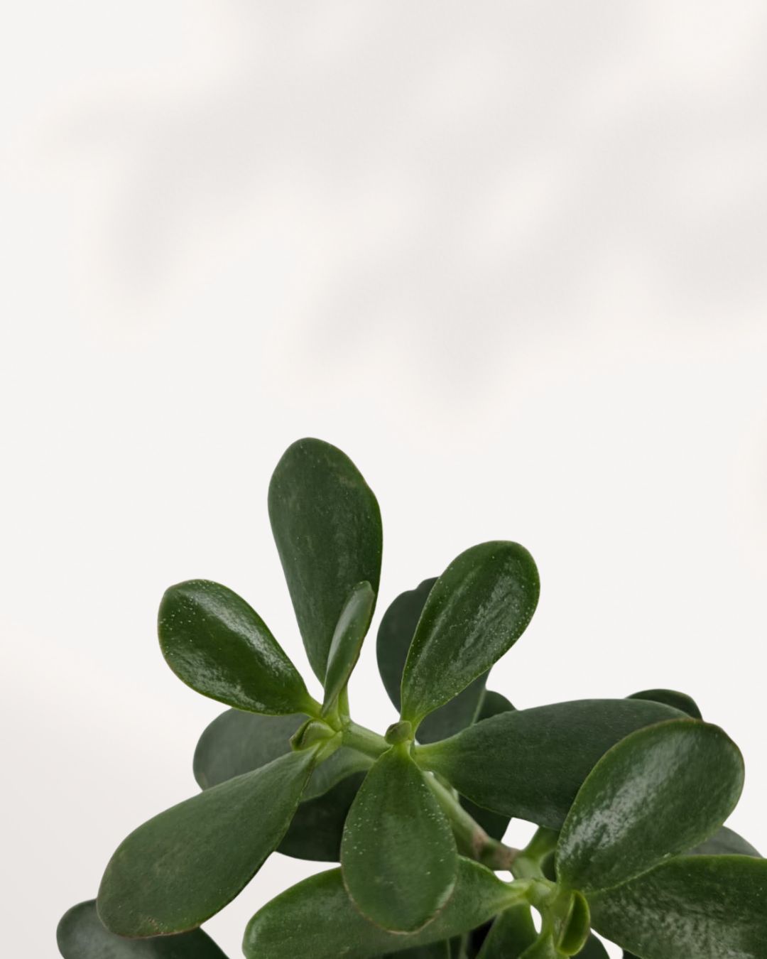Vibrant 4-inch Jade Plant, easy-care succulent for beginners, perfect indoor plant to brighten your space, order online for fast home delivery