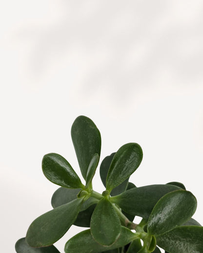 Vibrant 4-inch Jade Plant, easy-care succulent for beginners, perfect indoor plant to brighten your space, order online for fast home delivery