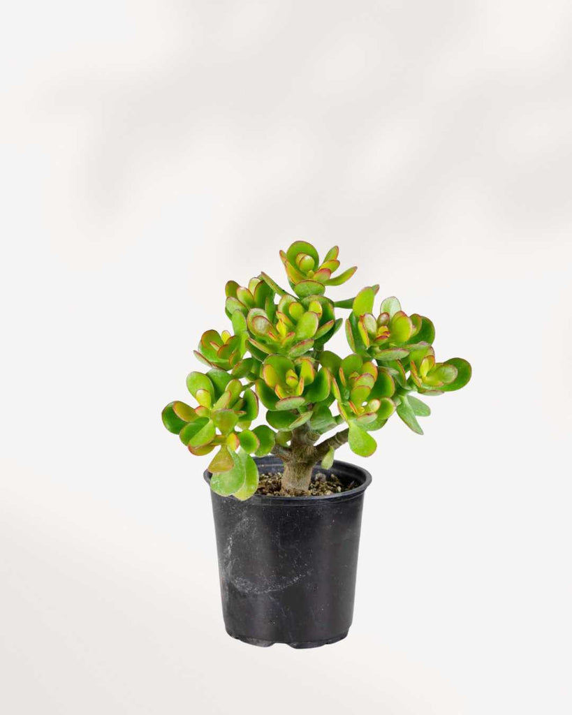 Jade - Crassula Ovata Minor 4" Pot - Small