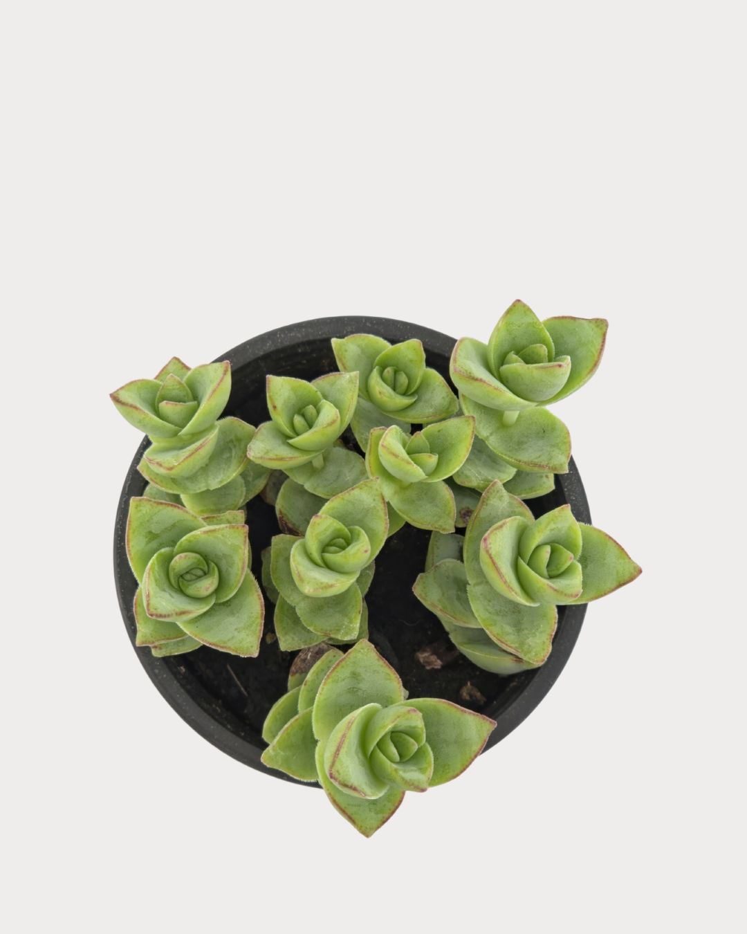Top view of Jade Necklace showing clustered green leaf tips with reddish edges.