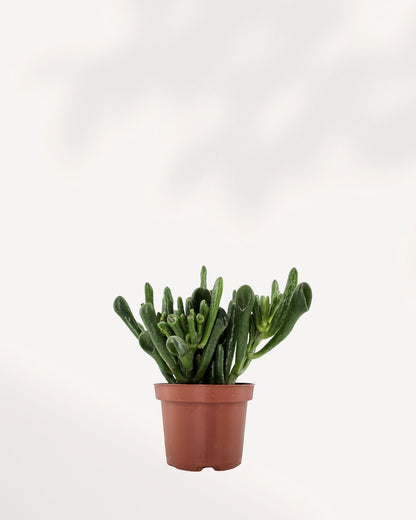 Jade Ovata 'Shrek' | Buy Online Pro Tip and Care Guide - Delivery from Toronto across Canada - Mygreenscape