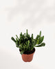 Jade Ovata 'Shrek' | Buy Online Pro Tip and Care Guide - Delivery from Toronto across Canada - Mygreenscape