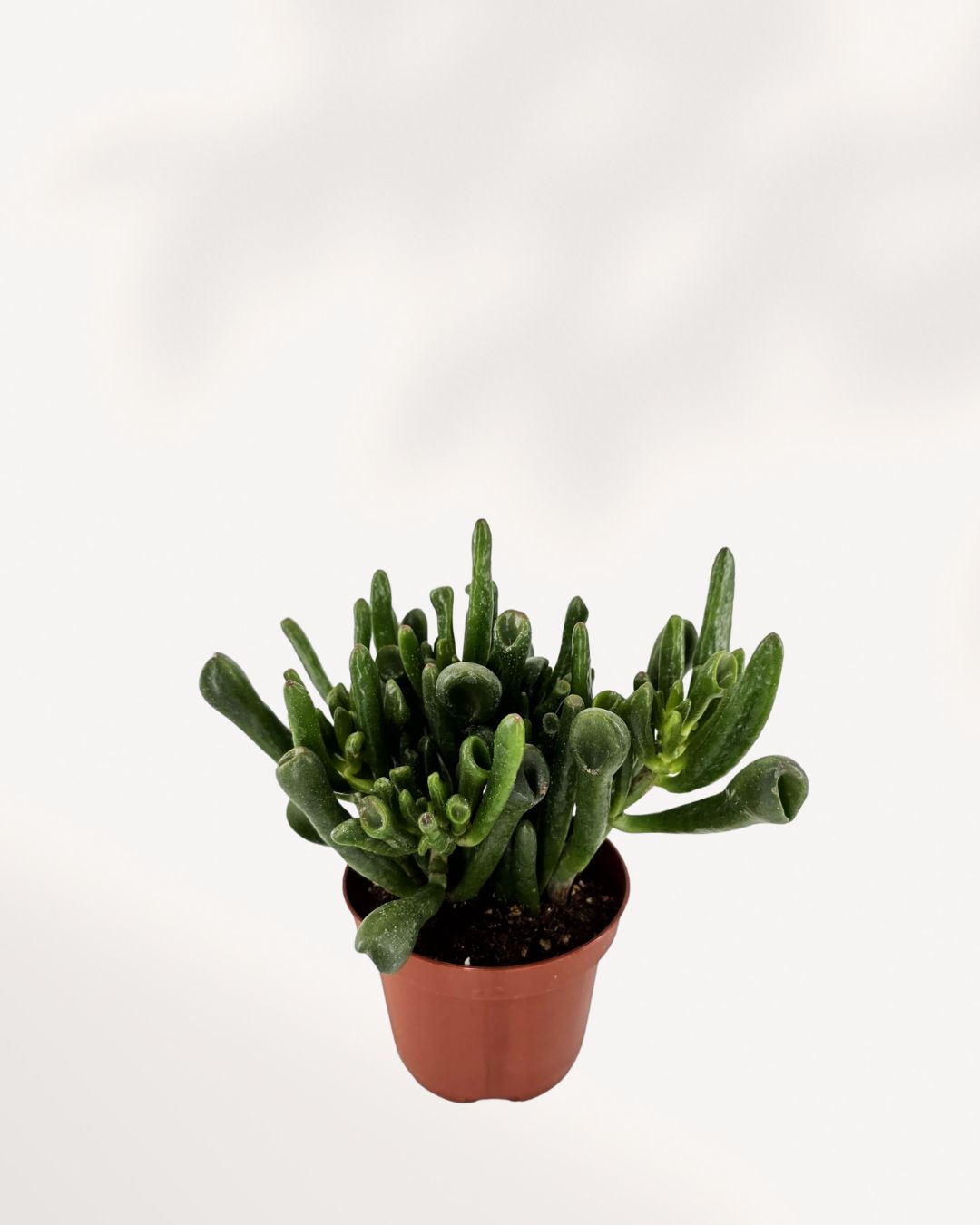 shrek jade plant Jade Ovata 'Shrek' | Jade Coral Succulent - Buy Online | Mygreenscape