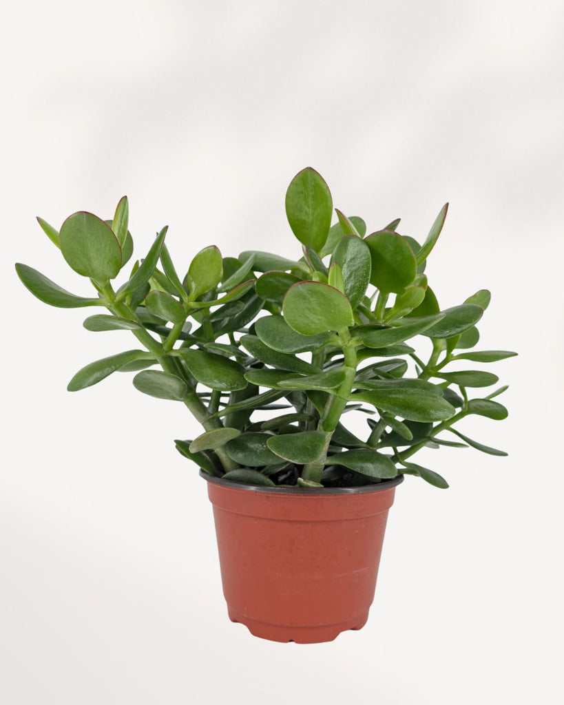 Jade Plant in 6-inch pot, vibrant green succulent perfect for indoor décor, easy-care houseplant ideal for beginners