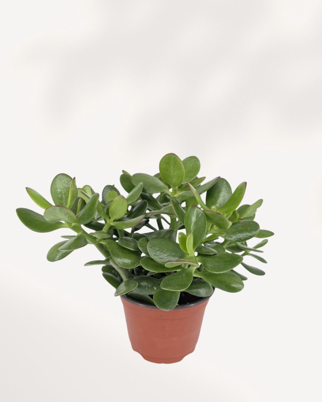 Jade Plant in 6-inch pot, vibrant green succulent perfect for indoor décor, easy-care houseplant ideal for beginners