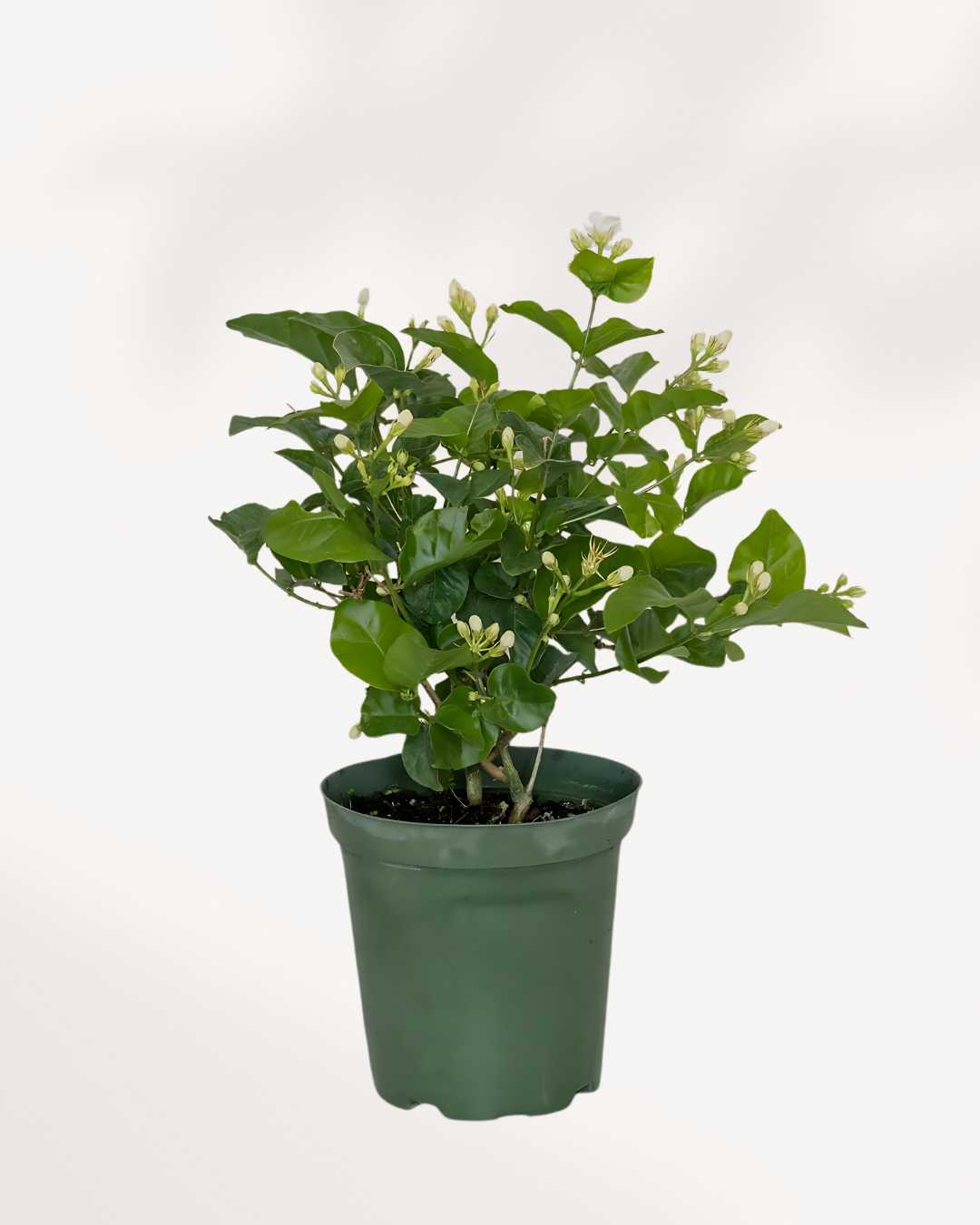 arabian jasmine plant indoors Jasmine Sambac | Fragrant Indoor Flowering Plant | Mygreenscape