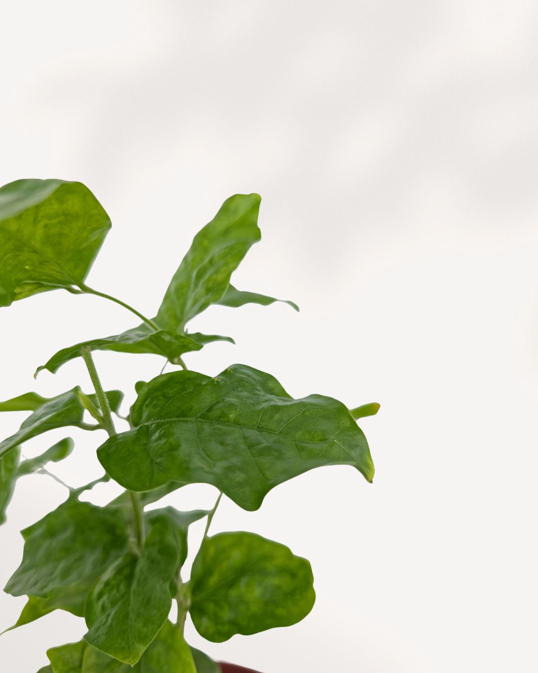 Jasmine Sambac leaf close up, glossy healthy green leaves, premium indoor plant for sale Richmond Hill and GTA