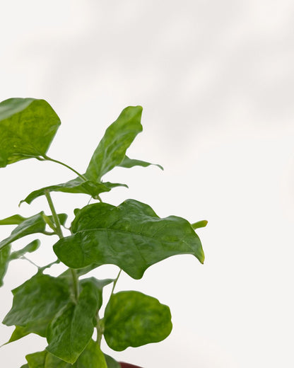 Jasmine Sambac leaf close up, glossy healthy green leaves, premium indoor plant for sale Richmond Hill and GTA