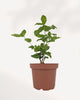 Jasmine Sambac small plant front view, fragrant Arabian jasmine indoor plant, available online and in store Richmond Hill GTA