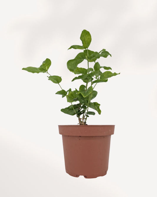 Jasmine Sambac small plant front view, fragrant Arabian jasmine indoor plant, available online and in store Richmond Hill GTA