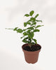 Jasmine Sambac top front view showing lush green foliage and budding white flowers, indoor jasmine plant Toronto GTA delivery