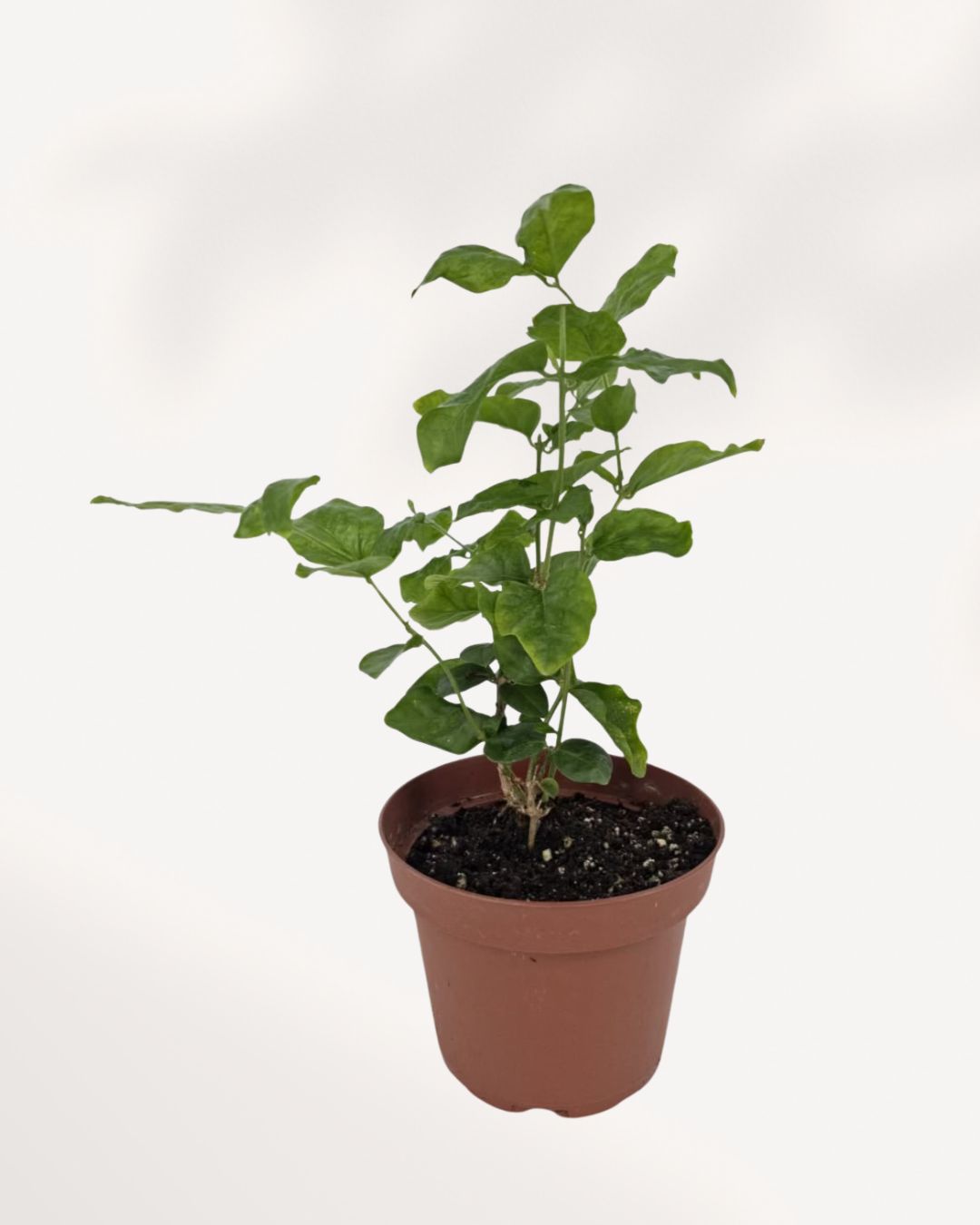 Jasmine Sambac top front view showing lush green foliage and budding white flowers, indoor jasmine plant Toronto GTA delivery