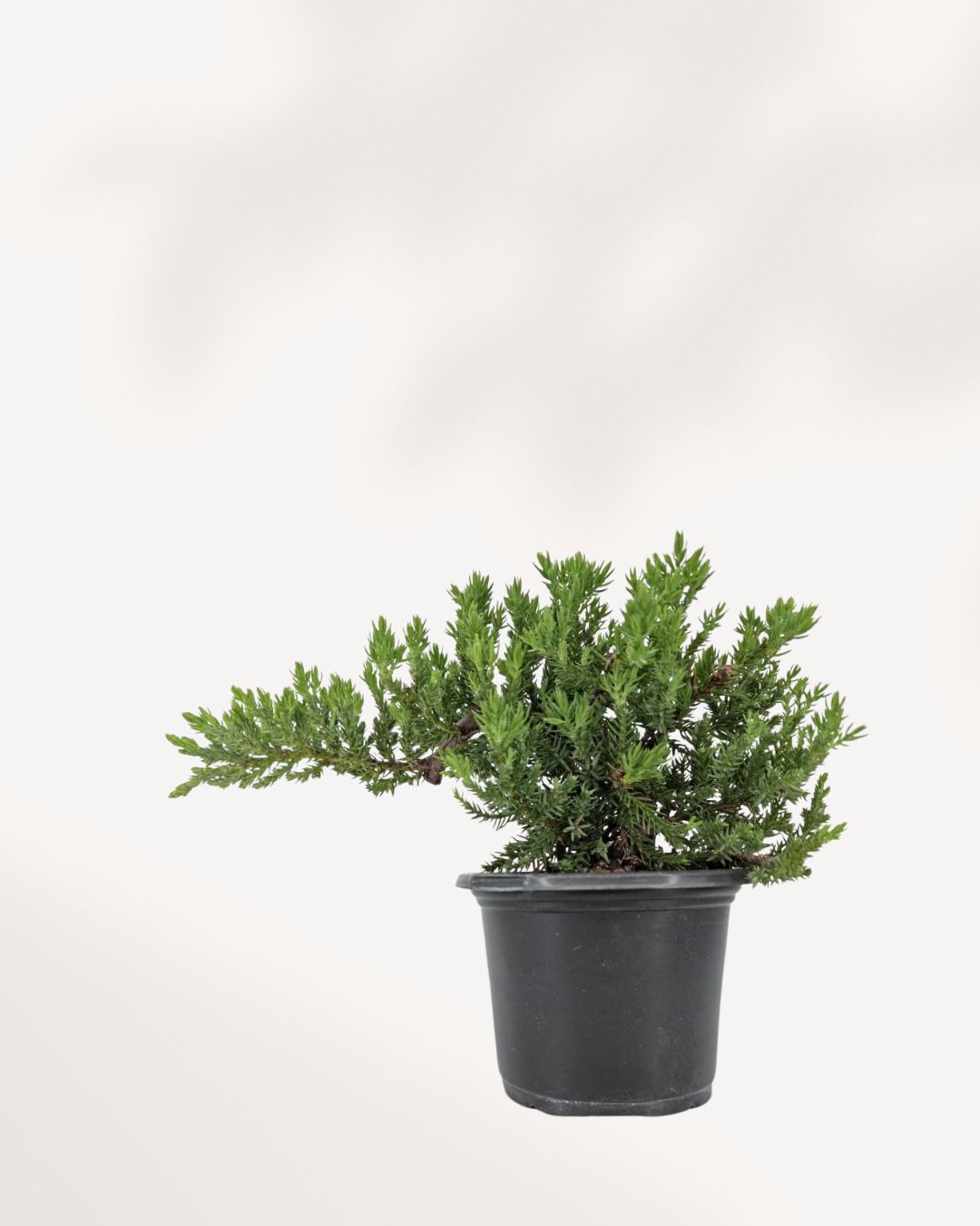 Juniper Bonsai Tree Front View, Indoor Bonsai Plant with Dense Evergreen Foliage, Japanese Style Mini Tree for Home Decor Canada