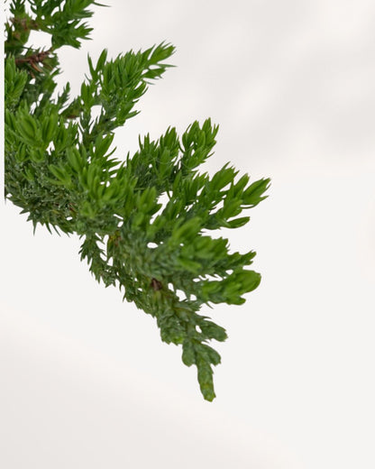 Close Up of Juniper Bonsai Leaves, Fine Evergreen Needle Foliage with Rich Green Texture, Healthy Indoor Bonsai Plant