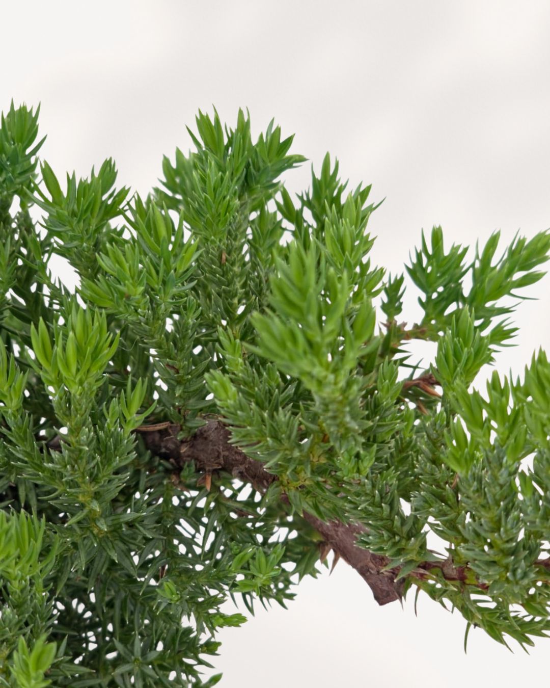 Closeup View of Juniper Bonsai Plant, Detailed Twisted Trunk and Lush Green Foliage, Premium Mini Bonsai Tree for Gift or Decor