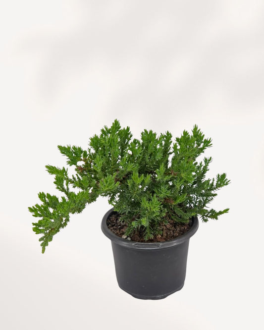 Top Front View of Juniper Bonsai, Sculpted Evergreen Bonsai Tree with Natural Branch Structure for Indoor Zen Decor