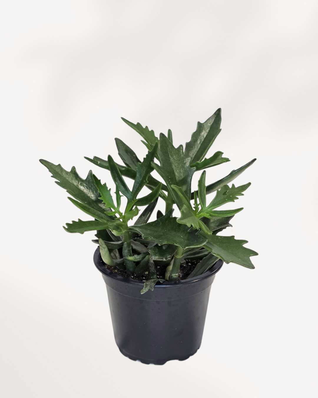 spider plant succulent Kalanchoe Spider – Unique Succulent Plant | Buy Online | Mygreenscape