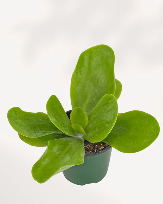 Kalanchoe Thyrsiflora 'Flapjack' succulent viewed from the front-top angle, showing its rounded paddle-shaped leaves.