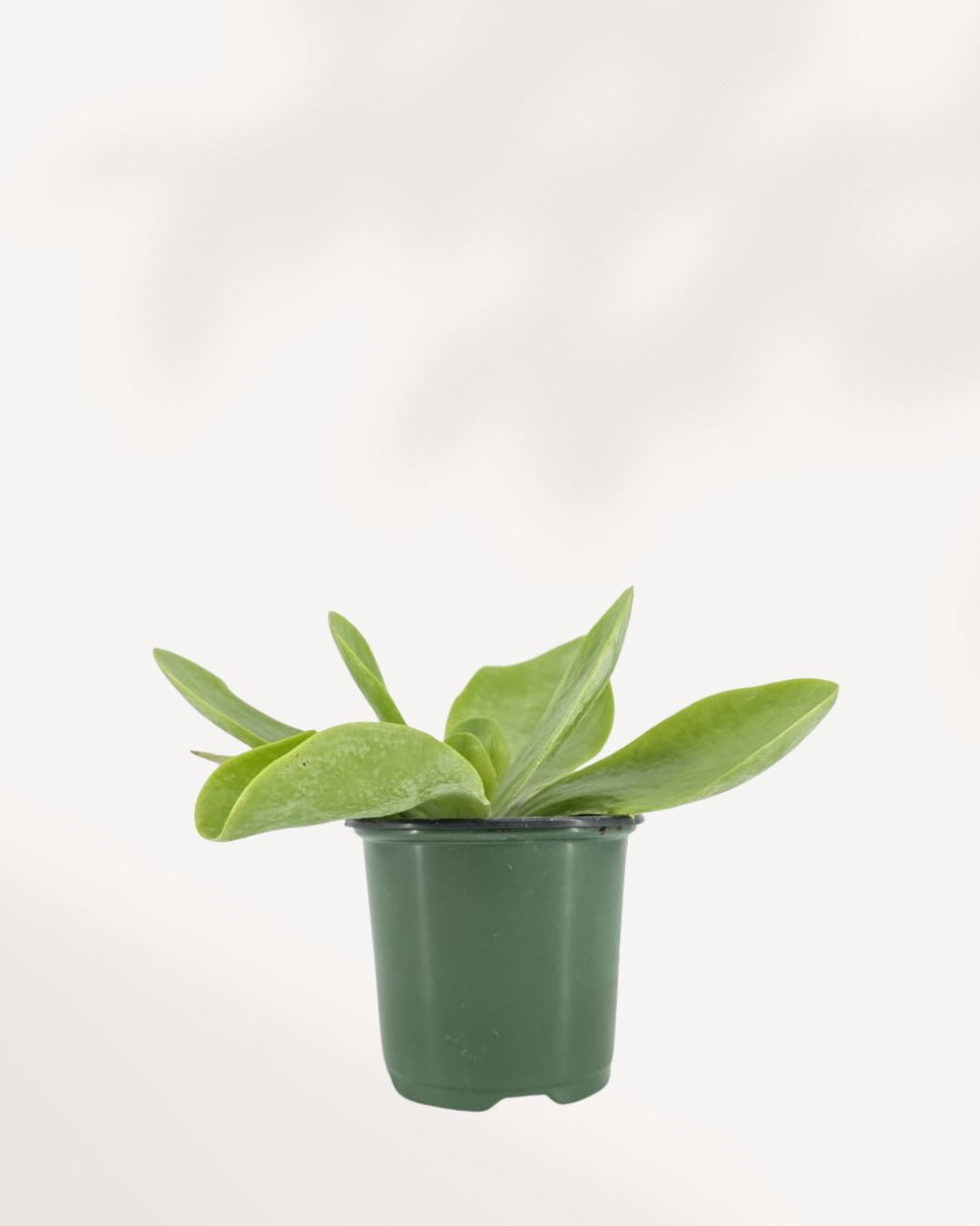 Front view of a Kalanchoe Thyrsiflora 'Flapjack' potted succulent, displaying its flat, disc-like leaves arranged in a fan shape
