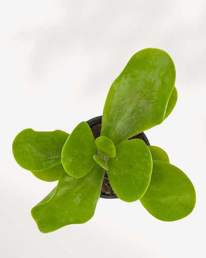 Top-down view of Kalanchoe Thyrsiflora 'Flapjack', showing the layered arrangement of its thick, paddle-shaped leaves from above