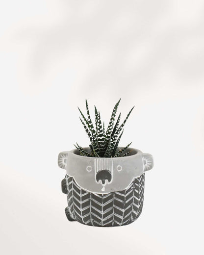 Kirra the Koala Pot | Buy Online