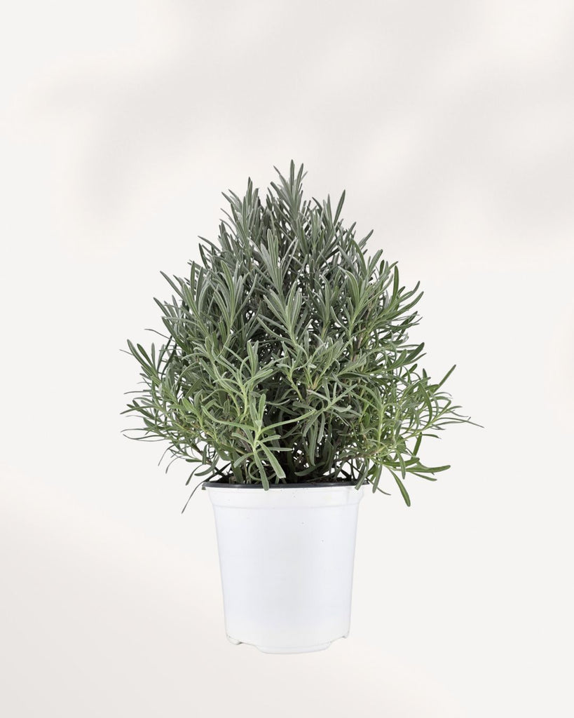 Lavender plant in medium pot, front view. Buy lavender online for a fresh calming touch in your home décor.