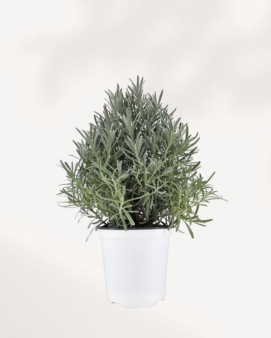 Lavender plant in medium pot, front view. Buy lavender online for a fresh calming touch in your home décor.