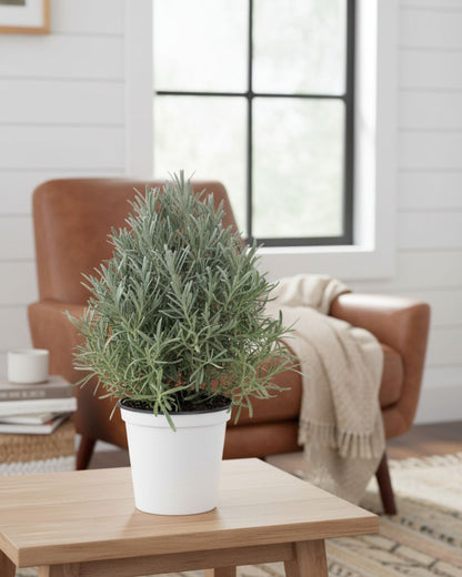 Lavender plant in decorative pot styled in a bright living room. Buy lavender online to refresh your indoor space.