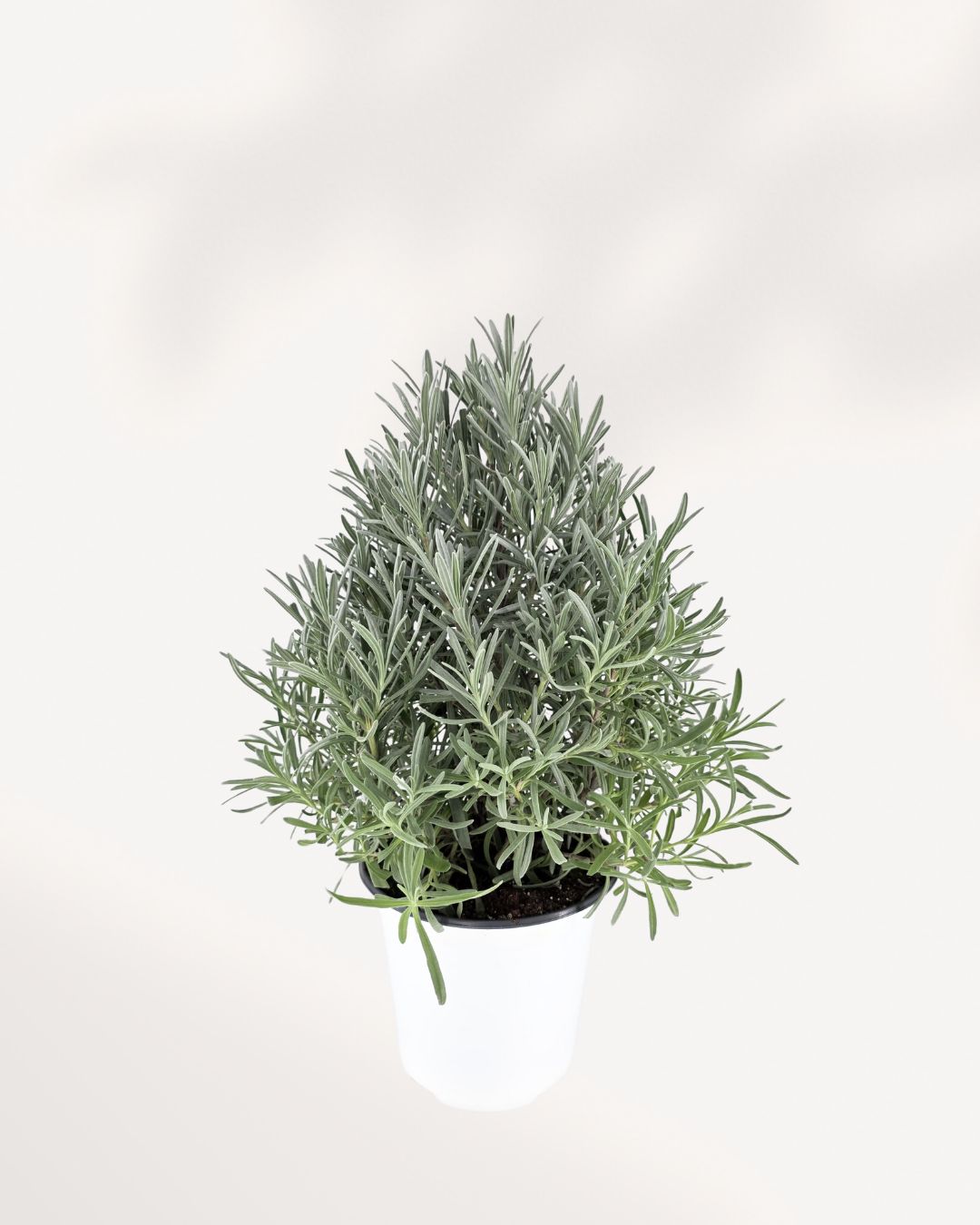 Lavender plant medium top view showing full foliage and purple blooms. Buy lavender online for a fragrant home.