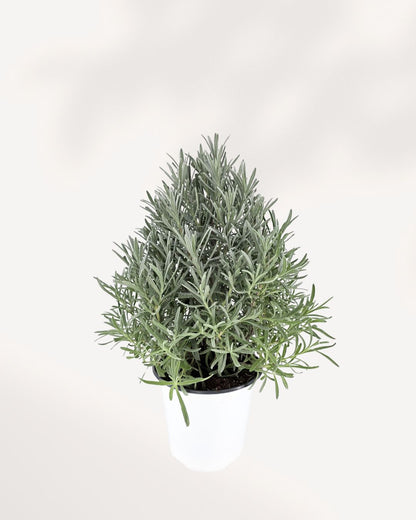 Lavender plant medium top view showing full foliage and purple blooms. Buy lavender online for a fragrant home.