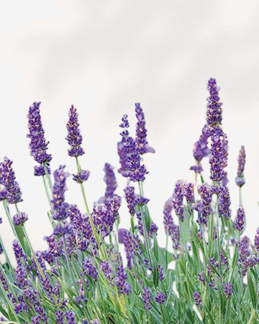 Lavender Plant | Buy Plants Online - Houseplant Delivery 