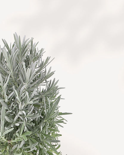 Closeup of lavender plant front view. See its delicate purple blooms and fresh texture. Buy lavender online today.