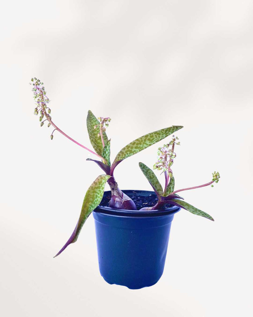 leopard lily succulent Ledebouria Petiolata Leopard Lily - Buy Online - Unique & Hardy Houseplant | Mygreenscape
