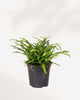 Lemon Button Fern