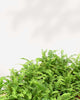 Lemon Button Fern