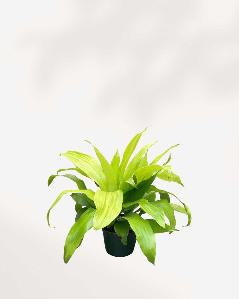 Dracaena Limelight 6” Pot - Medium