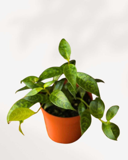 Lipstick Plant Black Pagoda | Buy Online