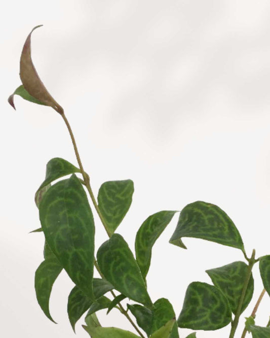 Lipstick Plant Black Pagoda | Buy Online