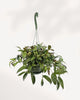 Lipstick Plant Black Pagoda