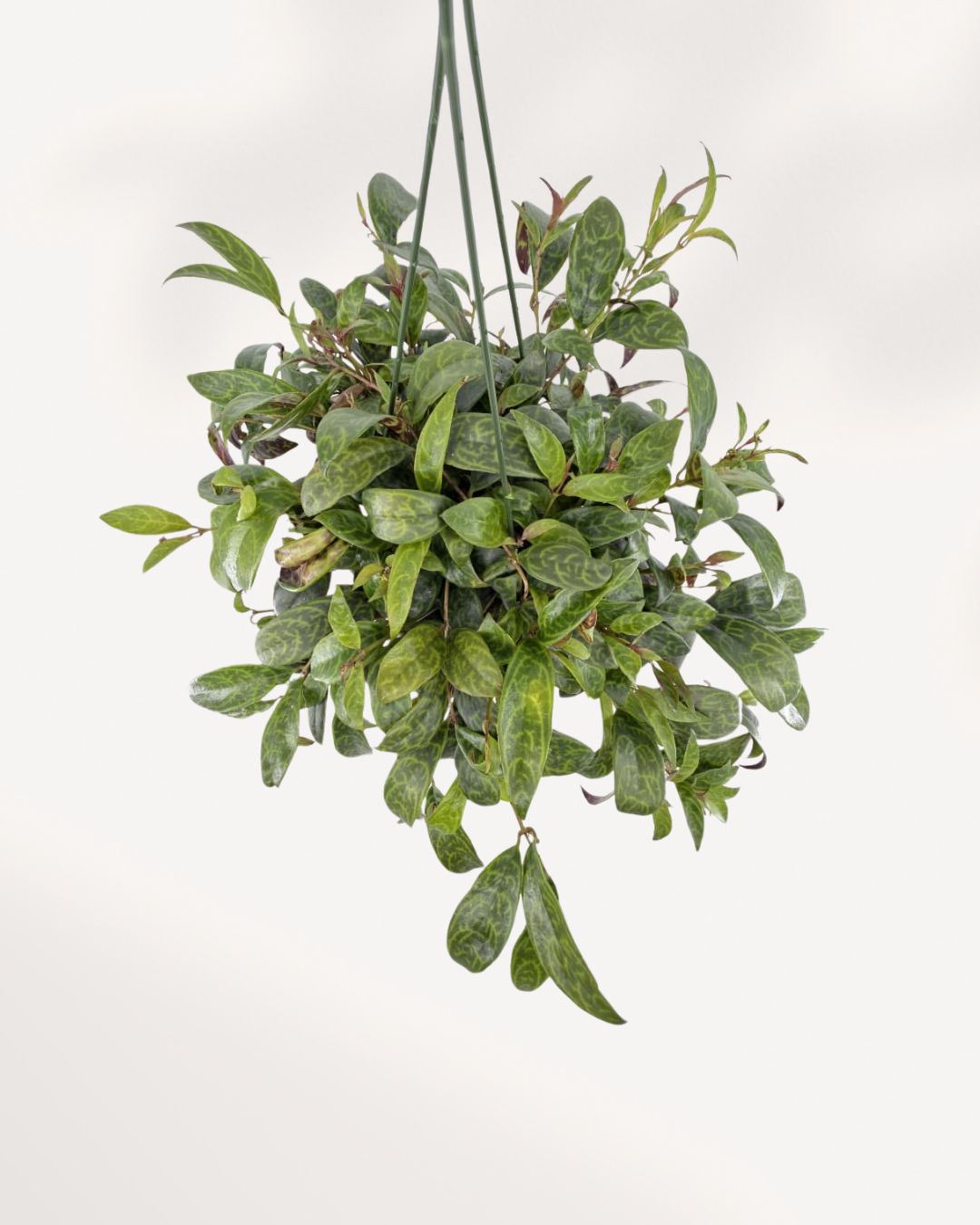 Lipstick Plant Black Pagoda
