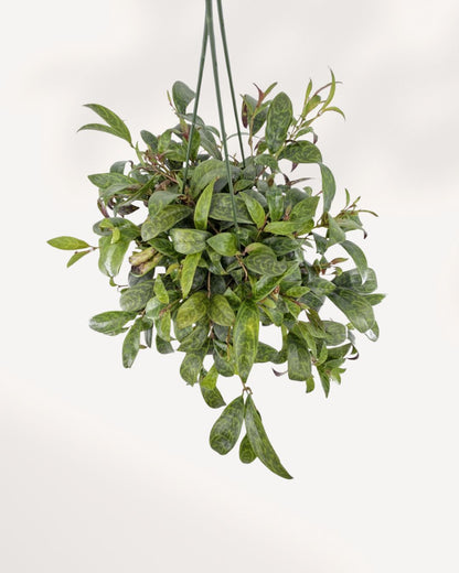 Lipstick Plant Black Pagoda