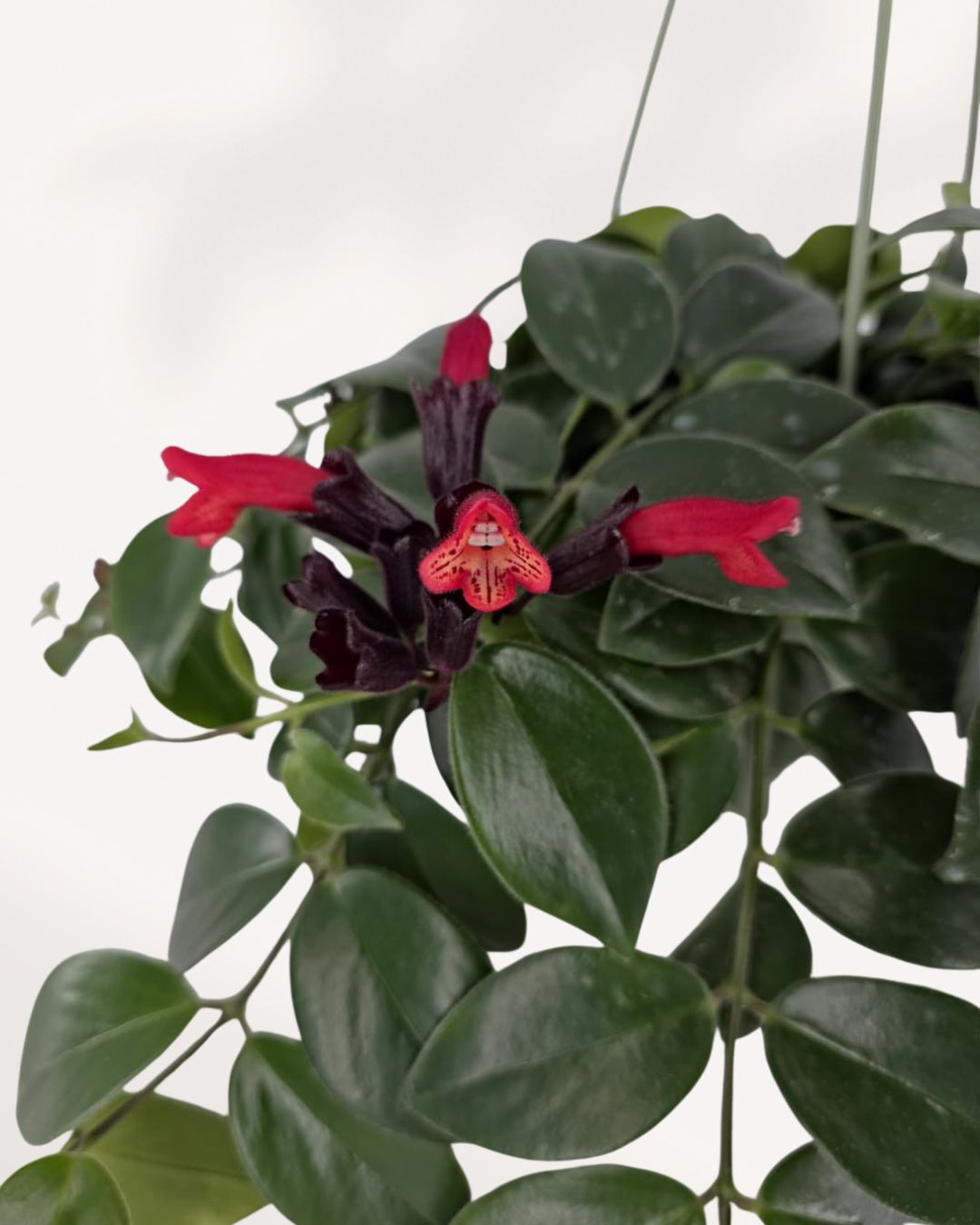 Close-up of a Lipstick Plant flower showing a red-orange bloom emerging from a deep maroon calyx and waxy leaves.