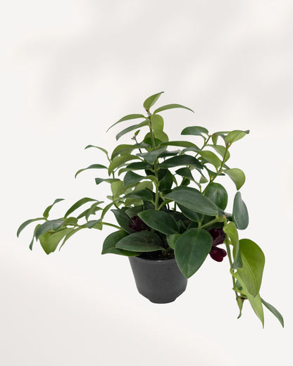 Top view of a small Lipstick Plant in a black pot with bushy green foliage and emerging dark flower buds.