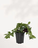 Starter Lipstick Plant in a black nursery pot with pointed green leaves and small dark purple flower tubes.