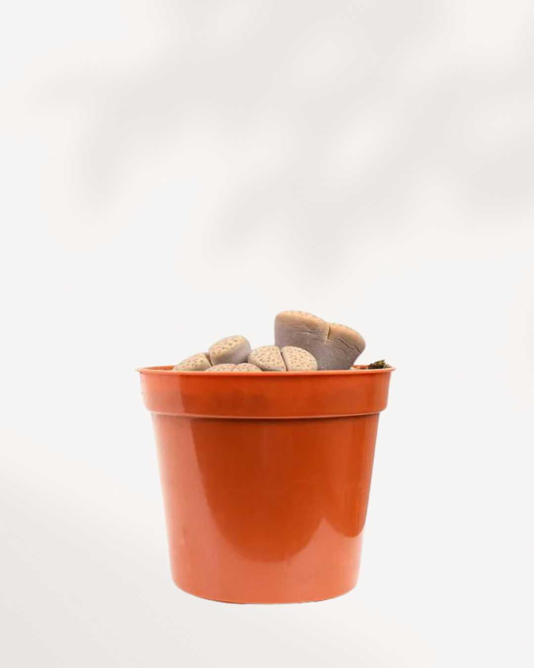 Living Stone Lithops | Buy Online 