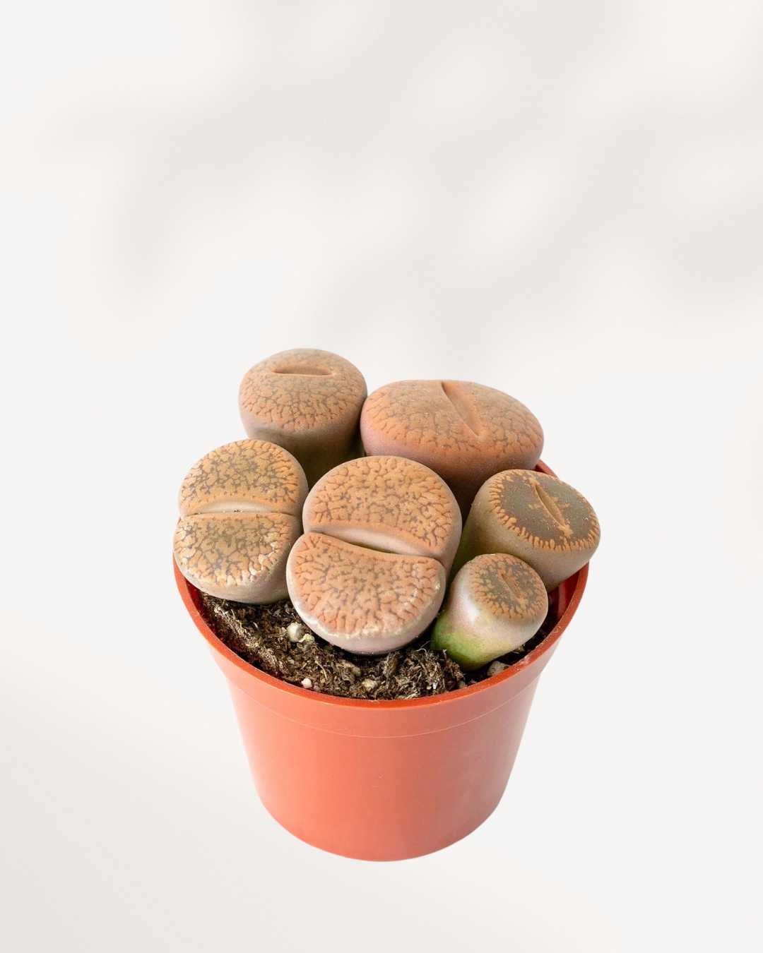 Living Stone Lithops | Buy Online