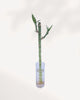 Lucky Bamboo Stem